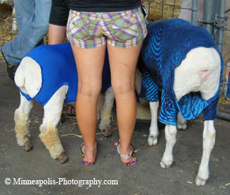  State Fair Sheep Buns -  Live Stock Judging